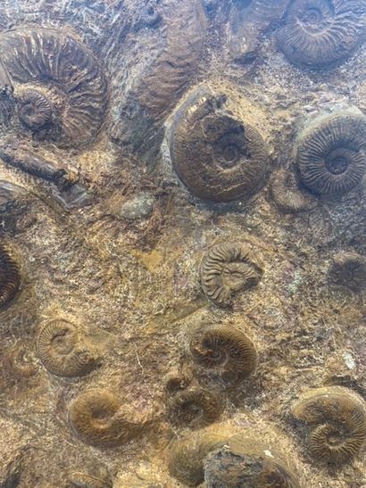 null Bloc d ammonite pleydellia.

Toarcien supérieur / aalenien 

Ancienne mine de...