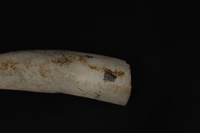 null 
Bois fossilisé en forme de corne 

(23 x 7 cm) 

Origine non précisée 
