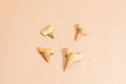 Lot de quatre dents de Lamna Obliqua. 
Eocène,...