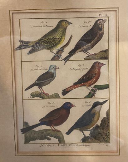 null DIREXIT Bernard (after), The birds



4 plates of polychrome engravings presenting...
