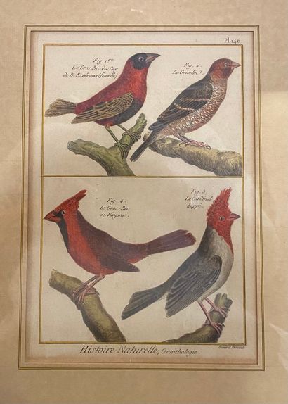 null DIREXIT Bernard (after), The birds



4 plates of polychrome engravings presenting...