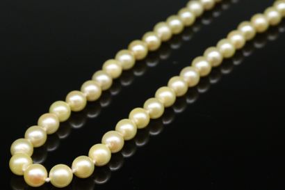 Necklace of cultured pearls. The clasp in...