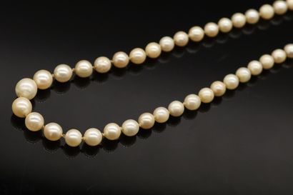 Necklace of cultured pearls in light fall,...