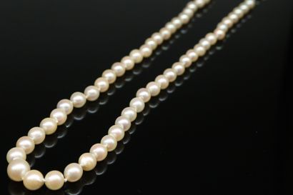 Necklace of cultured pearls. The clasp in...