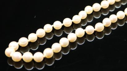 null Necklace of cultured pearls. The clasp in yellow gold 18k (750). 
Necklace size:...