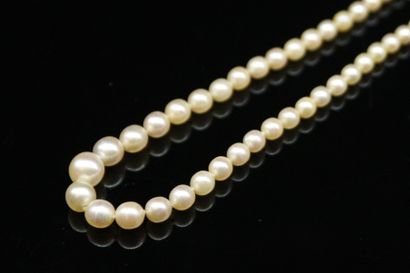 null Necklace of cultured pearls in fall, clasp in platinum paved with round diamonds...