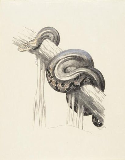 JOUVE Paul, 1878 -1971 Serpent lové sur un tronc Crayon noir et gouache sur papier,...