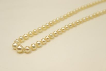 null Necklace of cultured pearls in fall. Metal clasp. 
Necklace size: 48 cm.