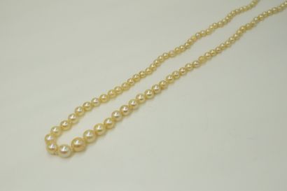 null Necklace of cultured pearls in fall. The clasp and the safety chain in yellow...