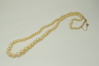 null Necklace of cultured pearls in fall. The clasp and the safety chain in yellow...
