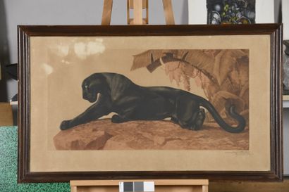null CARTIER Jacques, 1907-2001,
Panther on the prowl,
black etching and red chalk...