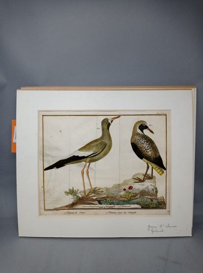 null MARTINET François-Nicolas (1731 - 1800)
Set of five engraved plates: 
- Lapwing...
