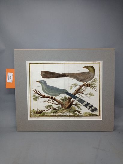 null MARTINET François-Nicolas (1731 - 1800)
Set of five engraved plates: 
- Lapwing...