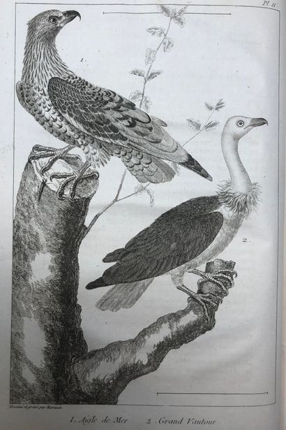 null SALERNE. Histoire naturelle, éclaircie dans une de ses parties principales l'ornithologie,...