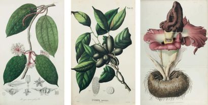 BLUME (Carl-Ludwig, dit Rumphius) Rumphia, sive Commentationes botanicae imprimis...