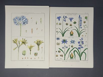 null LAMARCK (Jean-Baptiste Monet, chevalier de). Encyclopédie méthodique Botanique....