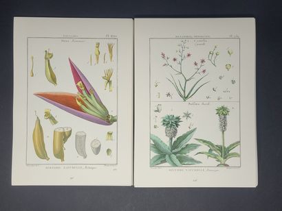 null LAMARCK (Jean-Baptiste Monet, chevalier de). Encyclopédie méthodique Botanique....
