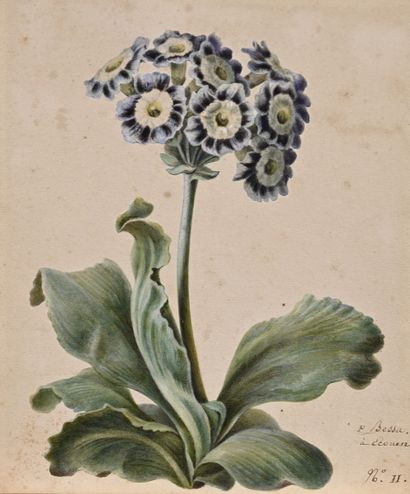 null BESSA Pancrace 
Paris 1772 - Écouen 1846

Bouquet de fleurs sur sa tige avec...