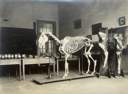 Ecole Vétérinaire 
Squelette de cheval, c....