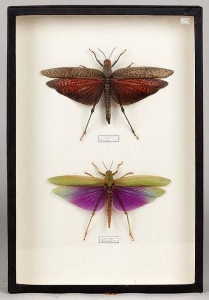 null Collection de papillons et d'insectes (cinq boîtes) dont: - Papilio-morpho et...