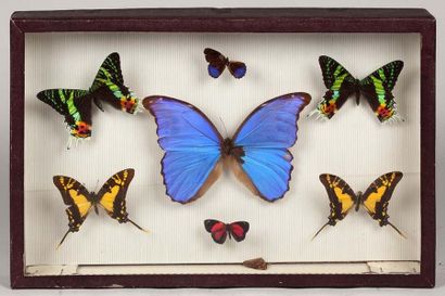 null Collection de papillons et d'insectes (cinq boîtes) dont: - Papilio-morpho et...