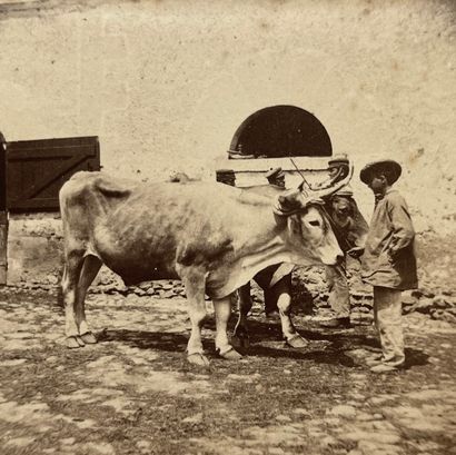 null Constant Alexandre FAMIN (1827-1888)
Étude animalière, vaches, c. 1870
2 tirages...