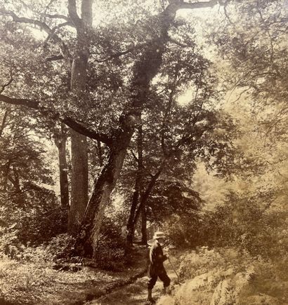 null William Drooke HARRISON (?- 1893) 
Forêt de Fontainebleau, c. 1870 
Tirage albuminé...