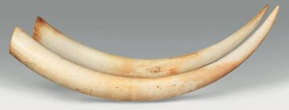 null Paire de défenses d'éléphant. Loxondonta Africana. Dimensions: 116 et 120 c...