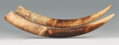 null Paire de défenses d'éléphants Loxondonta africana. Dimensions: 110 et 112 cm....