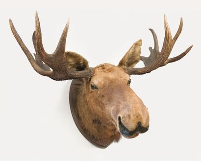 AMERIQUE Elan ou Moose (Alces alces) tête en cape