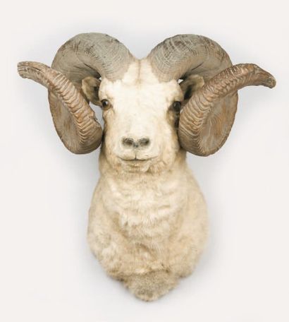 AMERIQUE Mouton de Dall (Ovis canadensis dalli) tête en cape. Exceptionnel spécimen...