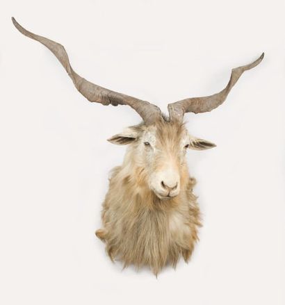 EUROPE et DIVERS Têtes en capes Chèvre sauvage ou Feral goat (Capra hircus)