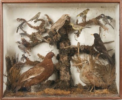 OISEAUX Grouse et Bécasse dans une vitrine rectangulaire. Circa 1900.