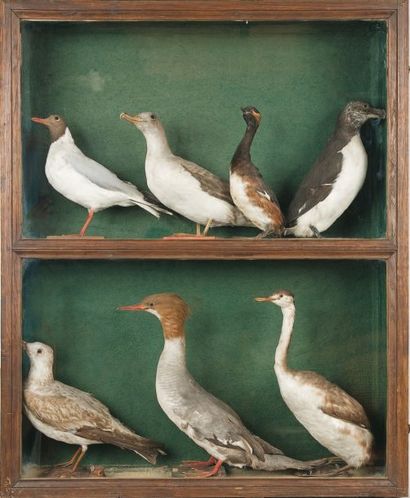OISEAUX Oiseaux marins et Harles dans une vitrine rectangulaire. Circa 1925 / 19...