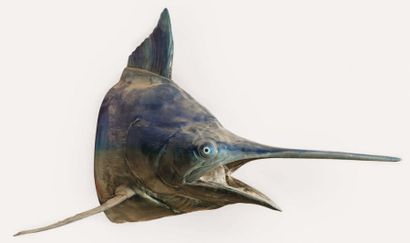 POISSONS Marlin tête naturalisée d'un très grand spécimen.