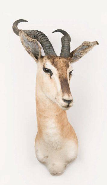 AFRIQUE Têtes en capes ANTILOPINAE Gazelle de Soemmering : relativement rare