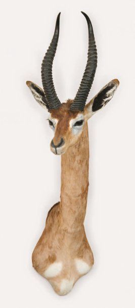 AFRIQUE Têtes en capes ANTILOPINAE Gazelle de Waller ou G. girafe (Litocranius walleri)....
