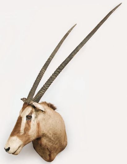 AFRIQUE Têtes en capes AFRIQUE HIPPOTRAGINAE Oryx gemsbok (Oryx gazella). Très grand...