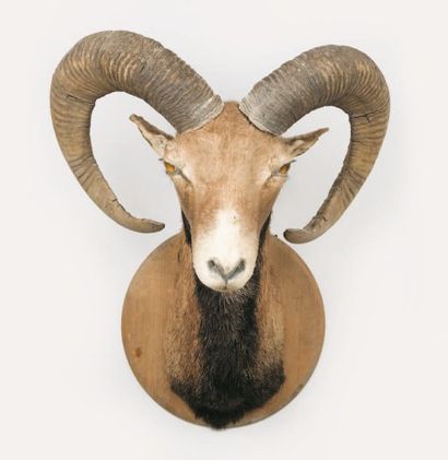 ASIE Têtes en capes Mouflon d'Iran (Ovis ammon orientalis). Encore appelé Urial d'Elburz...