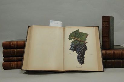 VIALA (Pierre) et VERMOREL (V.) Traité général de viticulture. Ampélographie. Paris,...