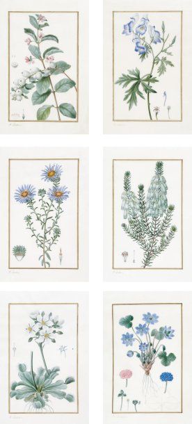 Pancrace BESSA Fleurs Six planches botaniques à l'aquarelle, signées en bas à gauche...