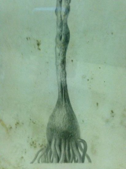 LIONNI Leo, 1910-1999 Tubercule, dessin à la mine de plomb (salissures), signé en...