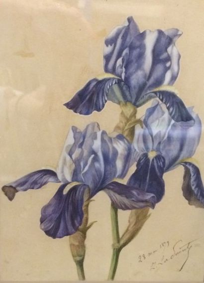 LADOINTE (XIXe-XXe siècle) Les iris

Aquarelle, signée et datée 28 mai 1879,

27x20...