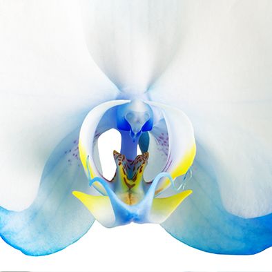 BOILLON Pierre 

Orchidée bleue

Photographie numérique, numérotée au dos 1/8,

42...