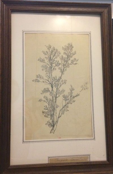 null ANASTASI Auguste (1820-1889)

Etude d'arbre

Crayon et encre, signée en bas...