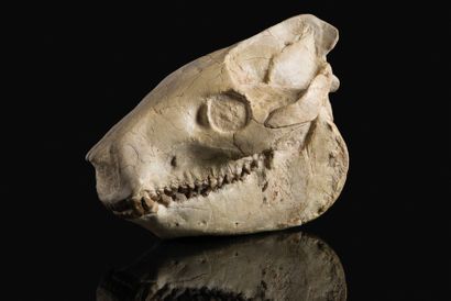 null Crâne fossilisé de Merycoidodon culberstoni	Période de l'Oligocène, 30 millions...