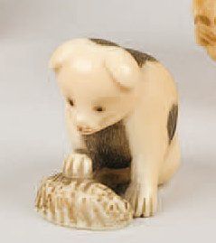 null Netsuke en ivoire représentant un chiot jouant avec un coquillage. Japon, vers...