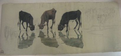Suzanne CREPIN (1880-1956). Trois boeufs s'abreuvant, dessin au crayon noir et aquarelle...