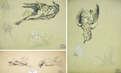 Suzanne CREPIN (1880-1956). Trois études d'oiseaux morts, dessin à l'encre de Chine...
