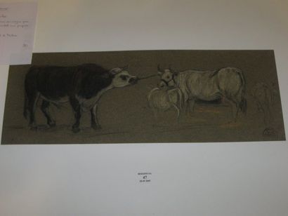 Suzanne CREPIN (1880-1956). Vaches, dessin au crayon gras et pastel sur papier gris....
